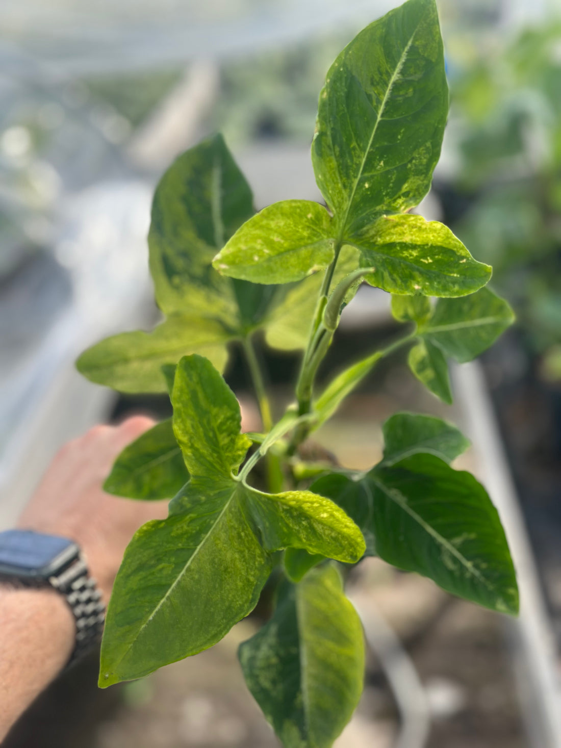 Syngonium Scrambled Eggs