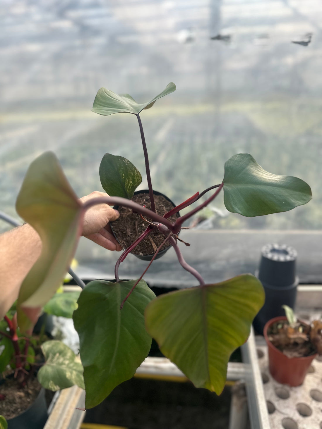 Philodendron Strawberry Shake