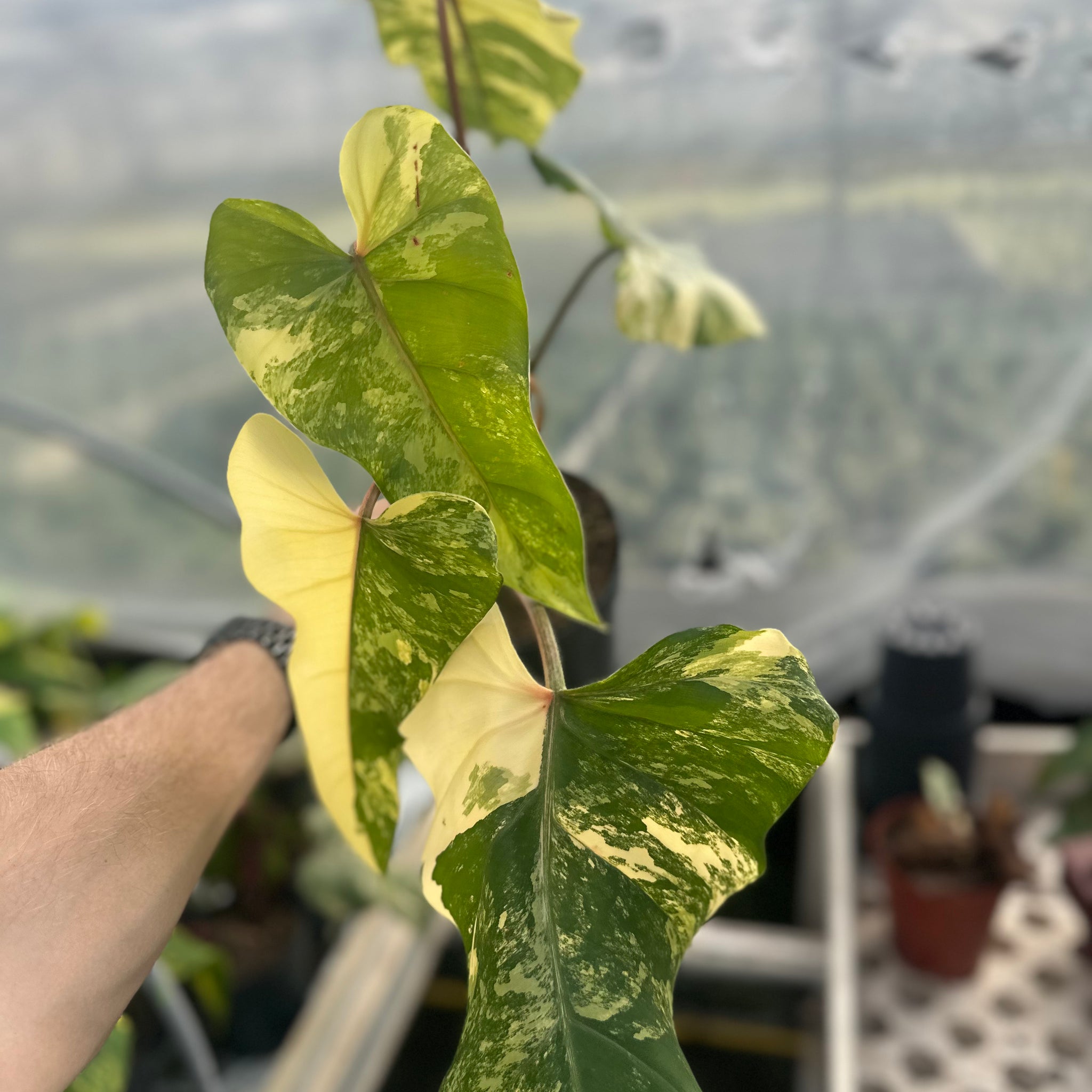Philodendron Domesticum Variegated