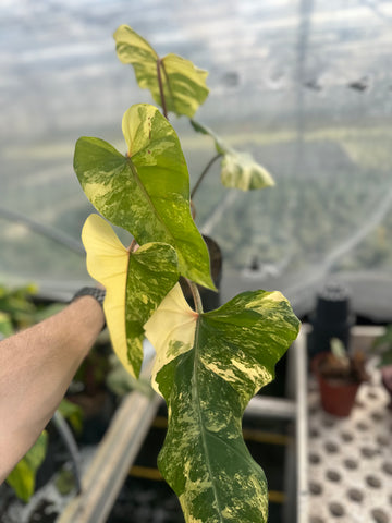 Philodendron Domesticum Variegated