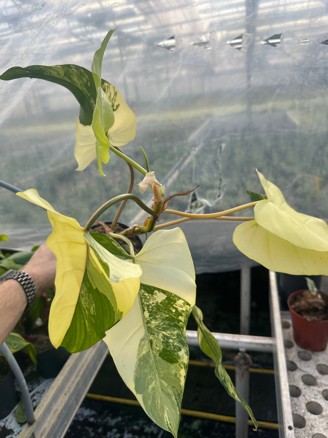 Philodendron Domesticum Variegated