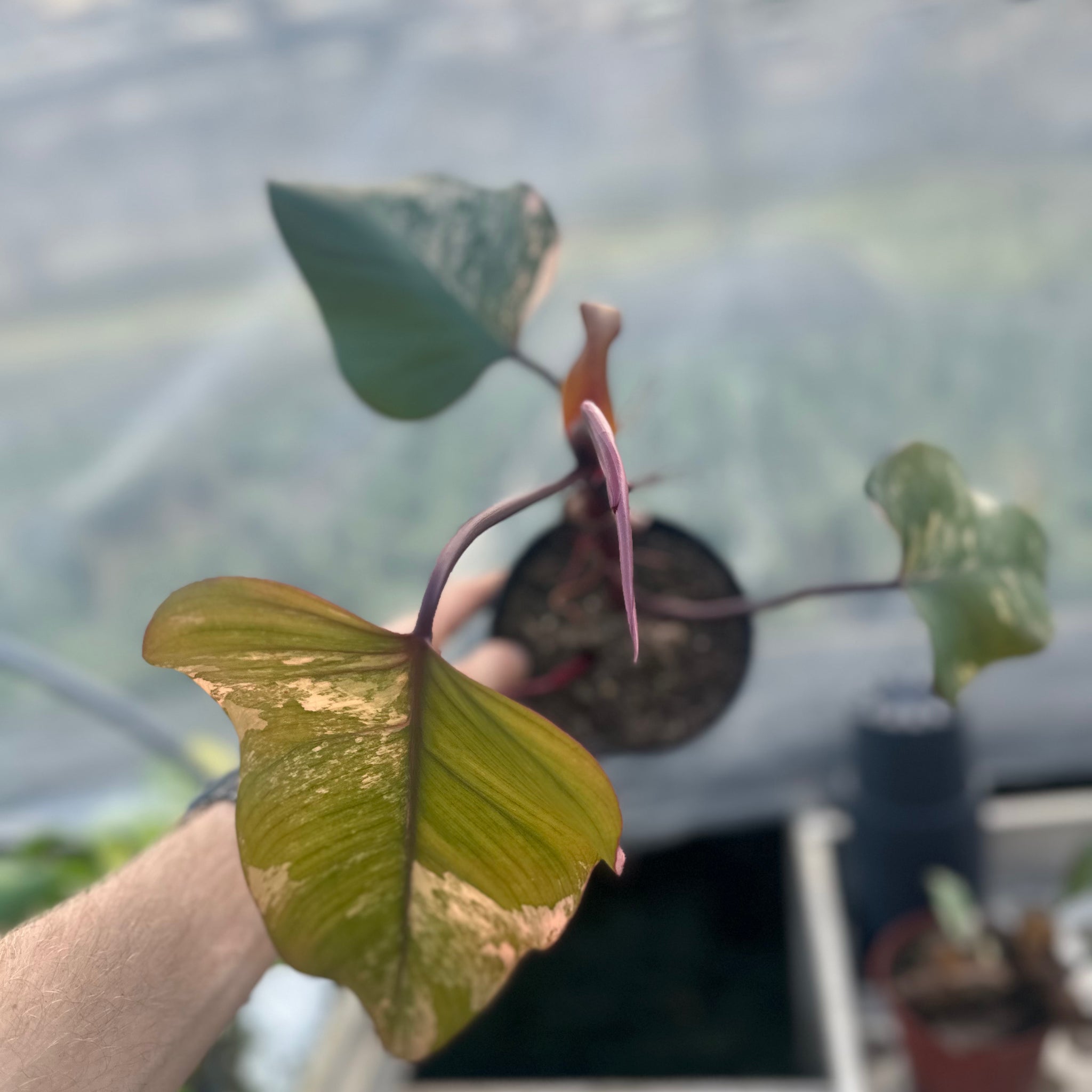 Philodendron Strawberry Shake