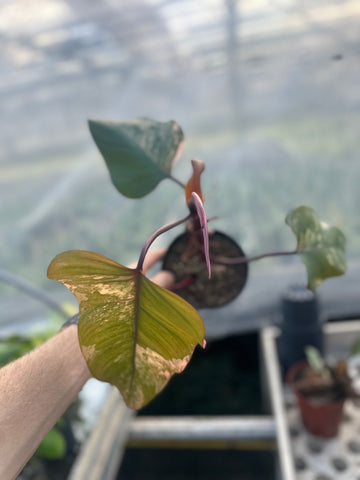 Philodendron Strawberry Shake