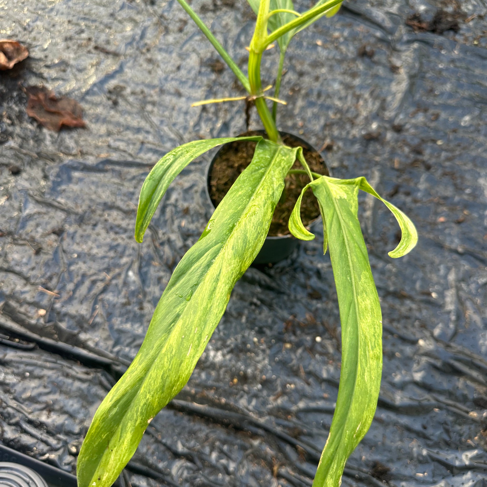 Philodendron Paloraense Variegated