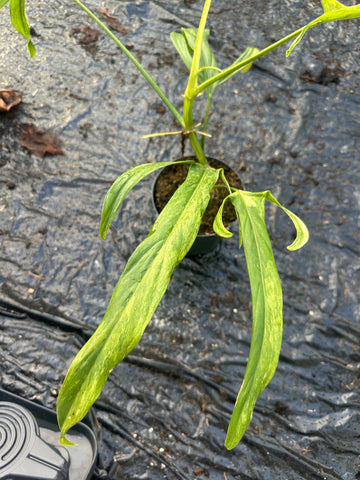 Philodendron Paloraense Variegated