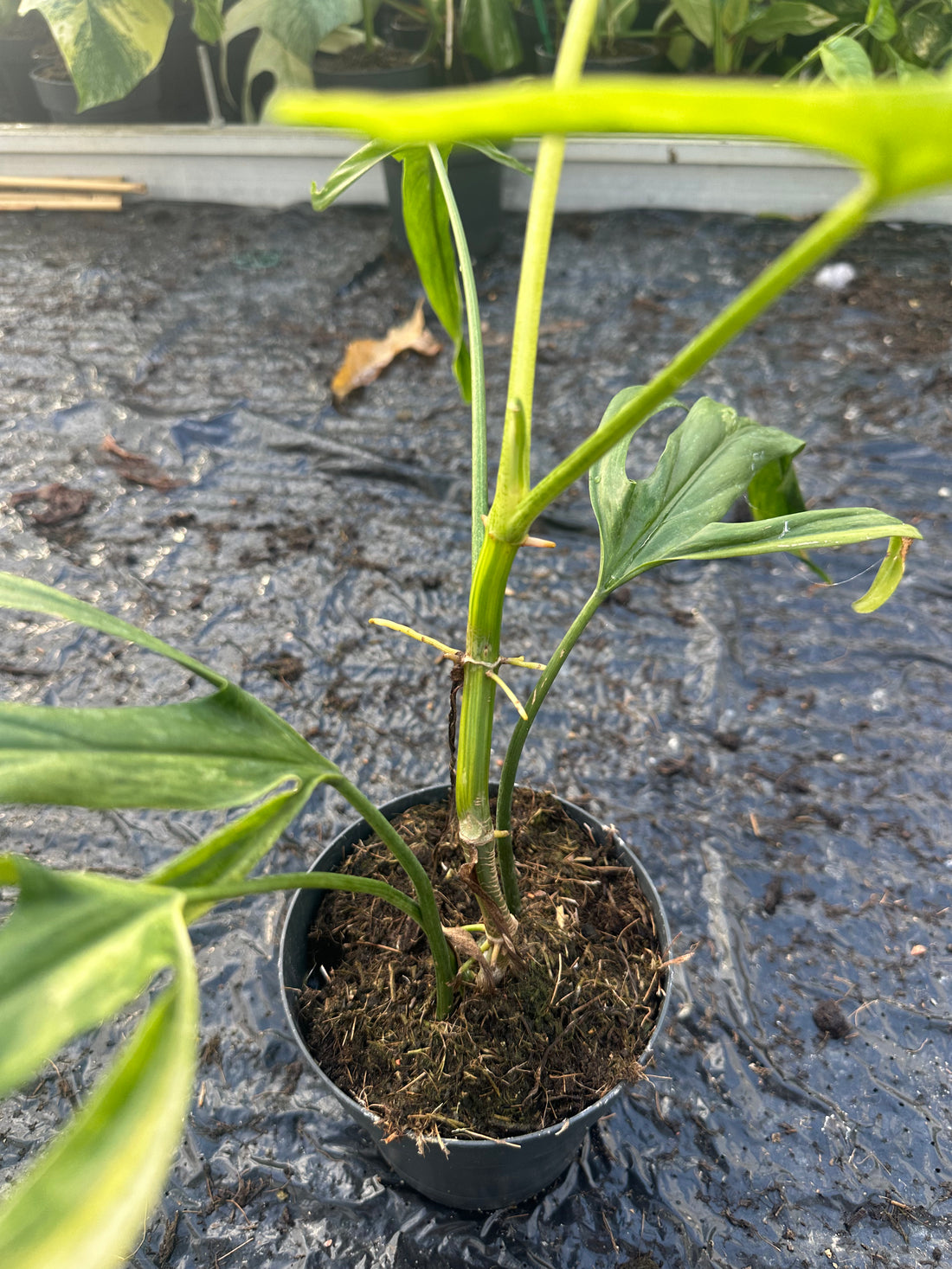 Philodendron Paloraense Variegated