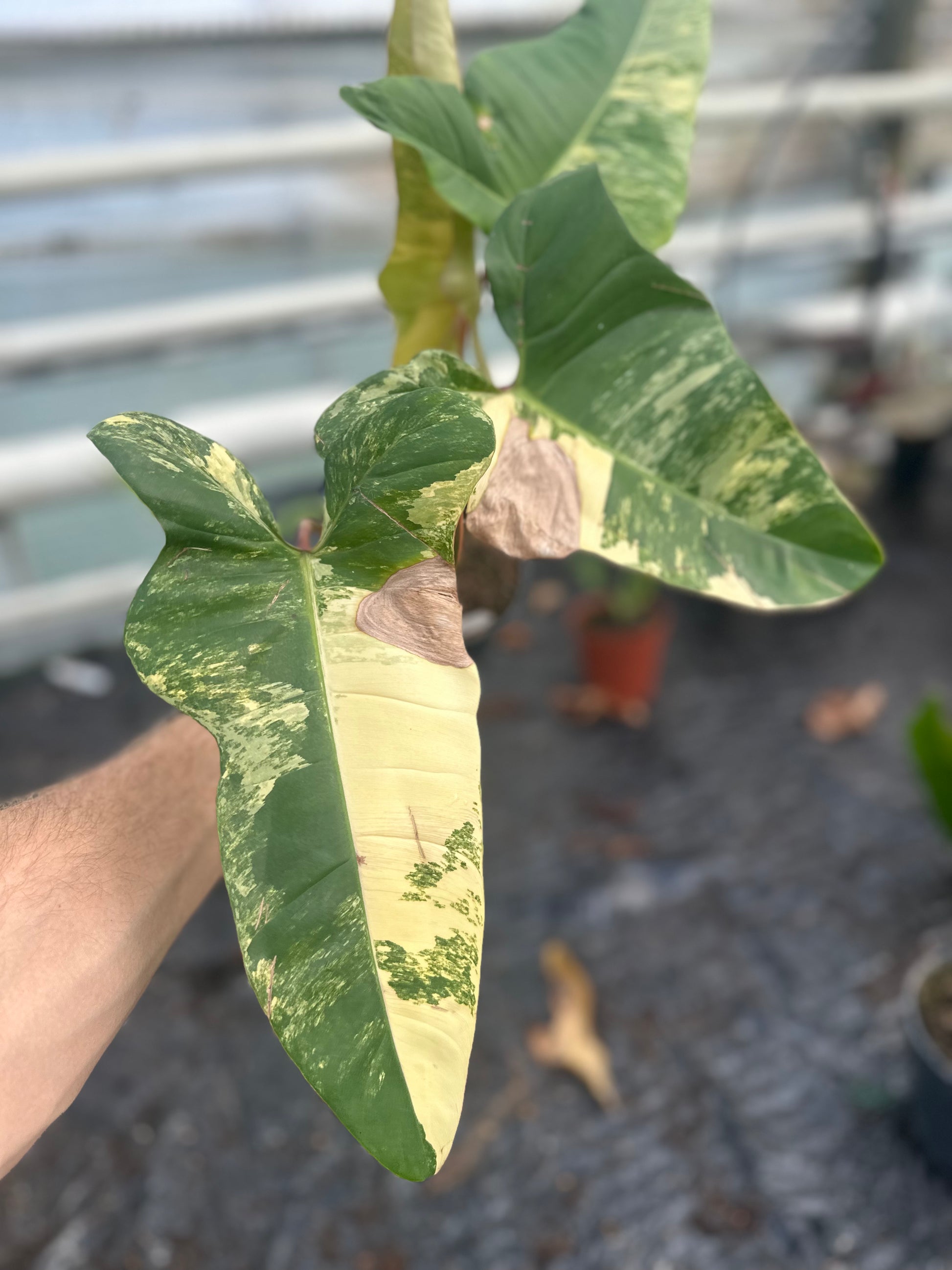 philodendron florida variegata Philodendron Florida Beauty x Billietiae Variegata – GrowJungle