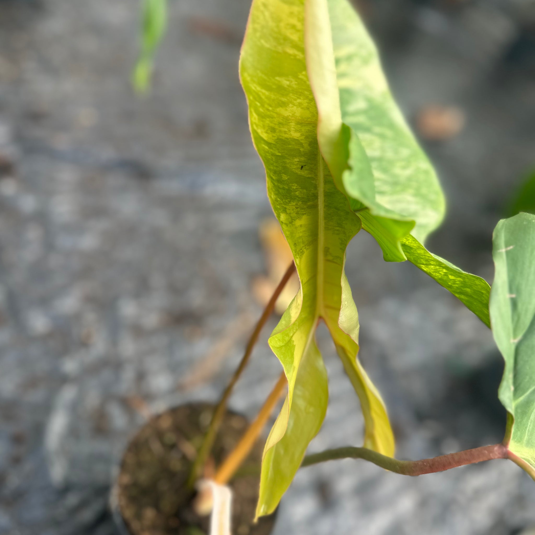 philodendron billietiae croat variegata billietiae orange stalk Philodendron Florida Beauty x Billietiae Variegata – GrowJungle
