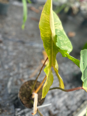 Philodendron Florida Beauty x Billietiae Variegata