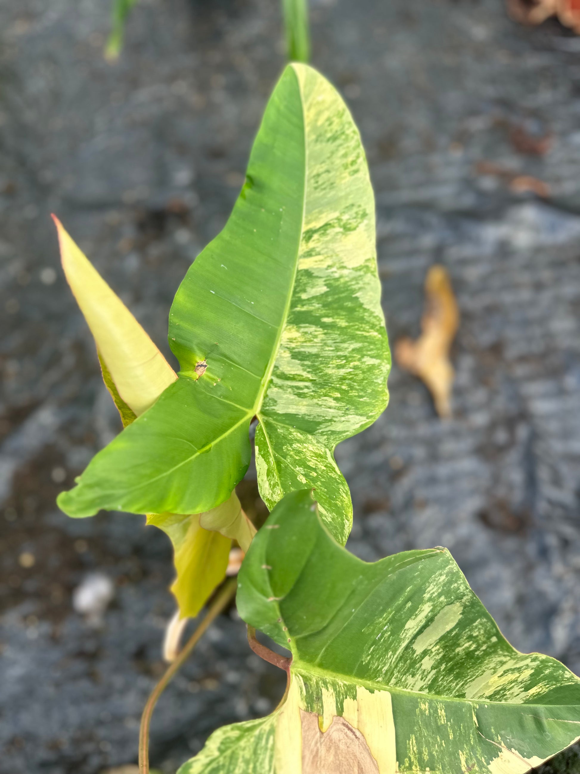 philodendron florida variegata Philodendron Florida Beauty x Billietiae Variegata – GrowJungle