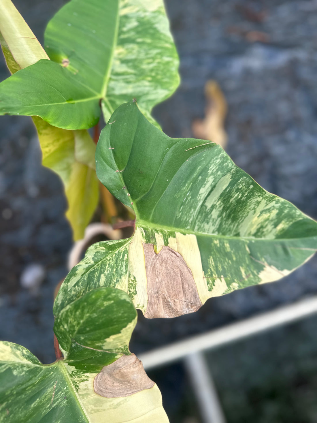 Philodendron Florida Beauty x Billietiae Variegata