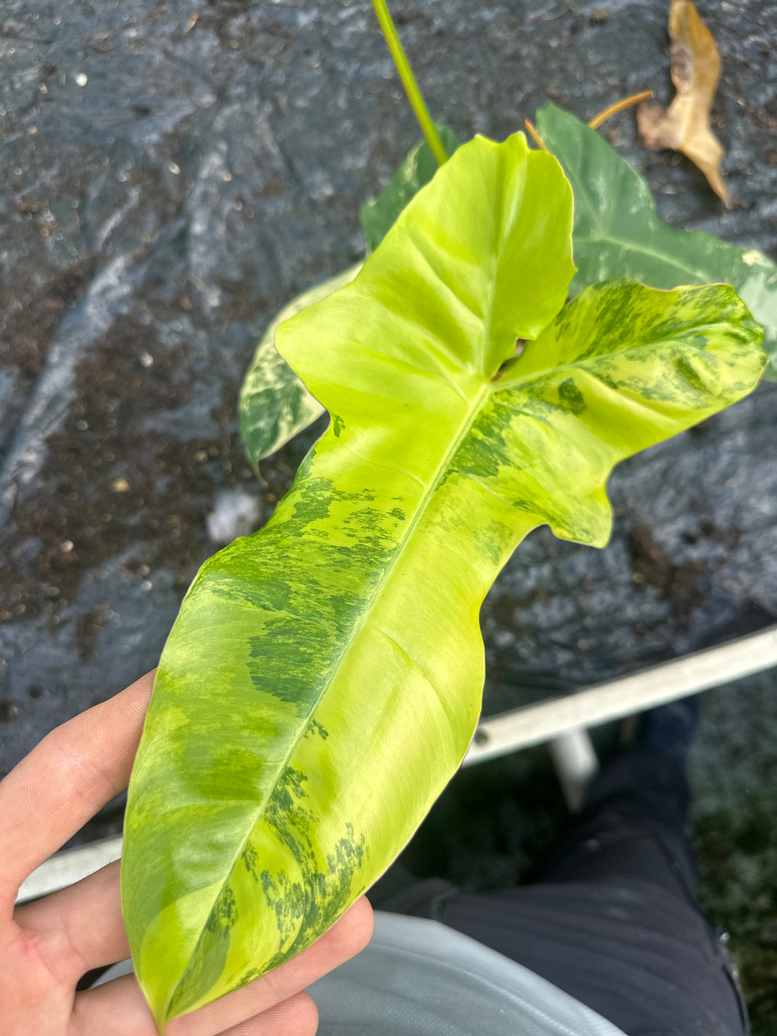 Philodendron Florida Beauty x Billietiae Variegata