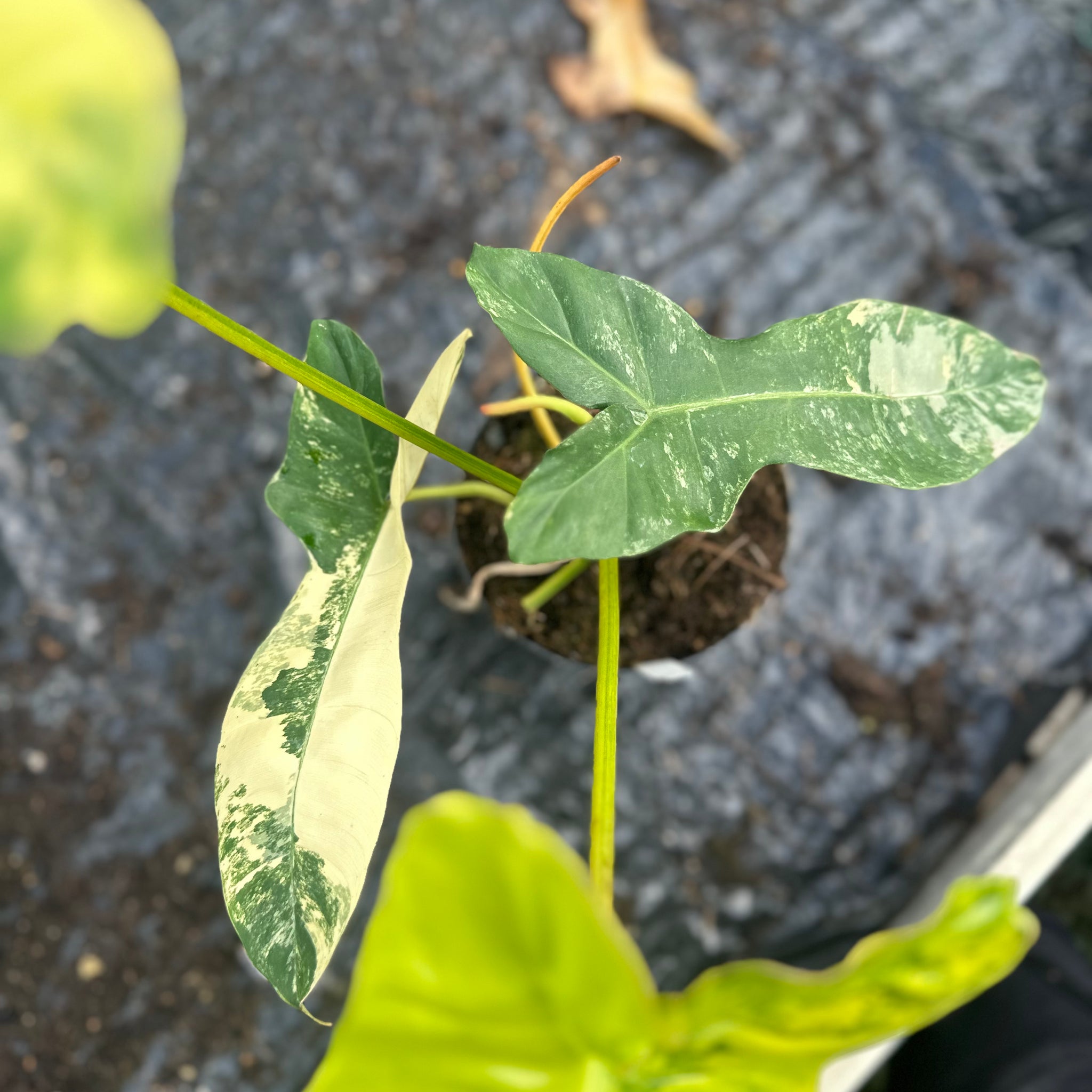 Philodendron Florida Beauty x Billietiae Variegata
