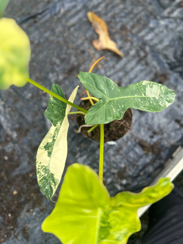 Philodendron Florida Beauty x Billietiae Variegata