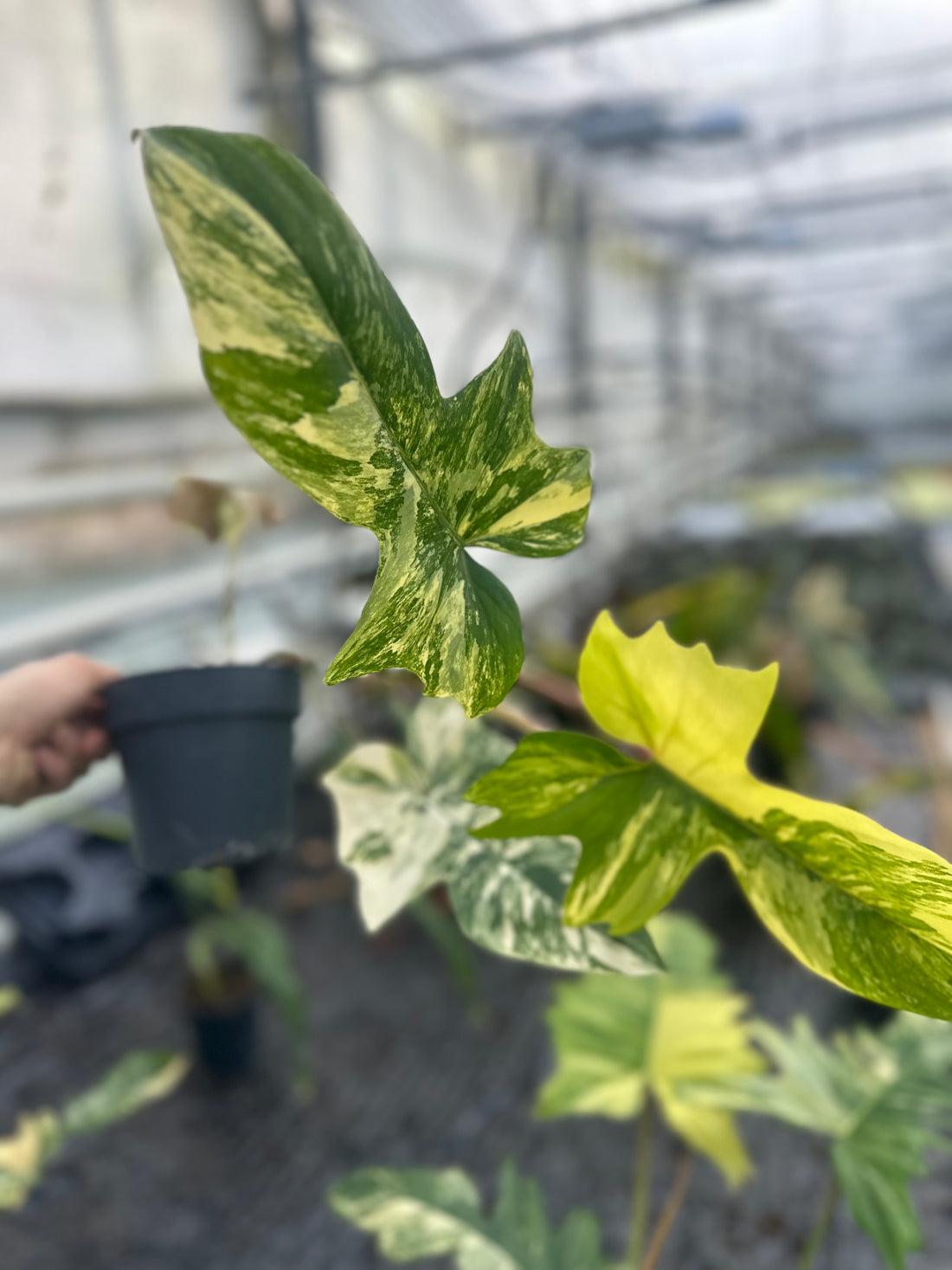 Philodendron Florida x Mayoi