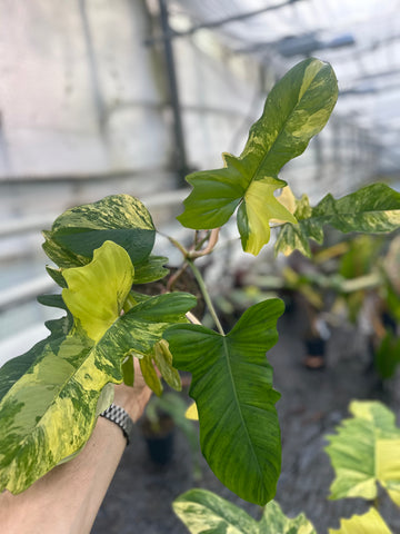 Philodendron Florida x Mayoi