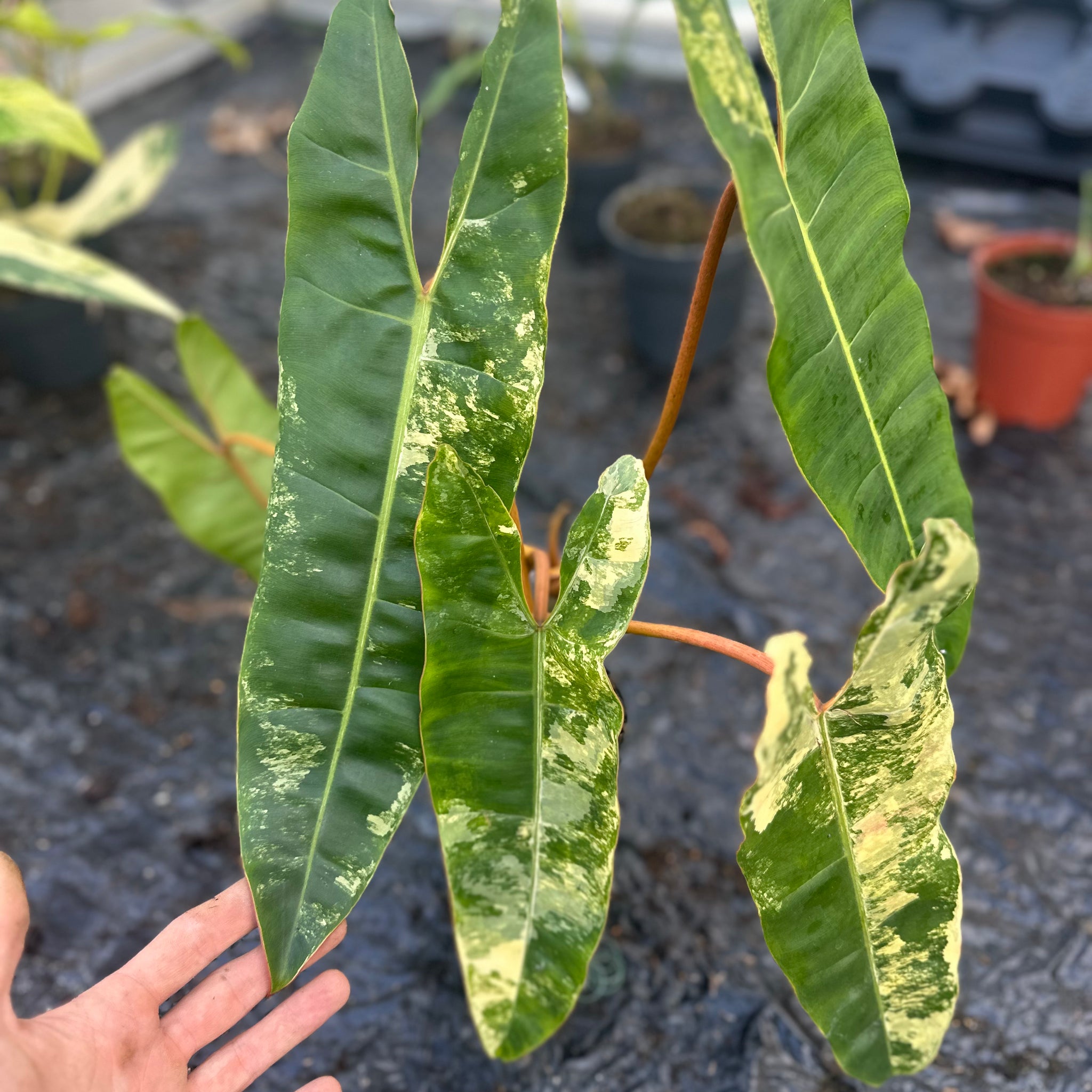Philodendron Billietiae Variegated - 1
