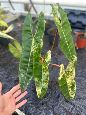 Philodendron Billietiae Variegated - 1
