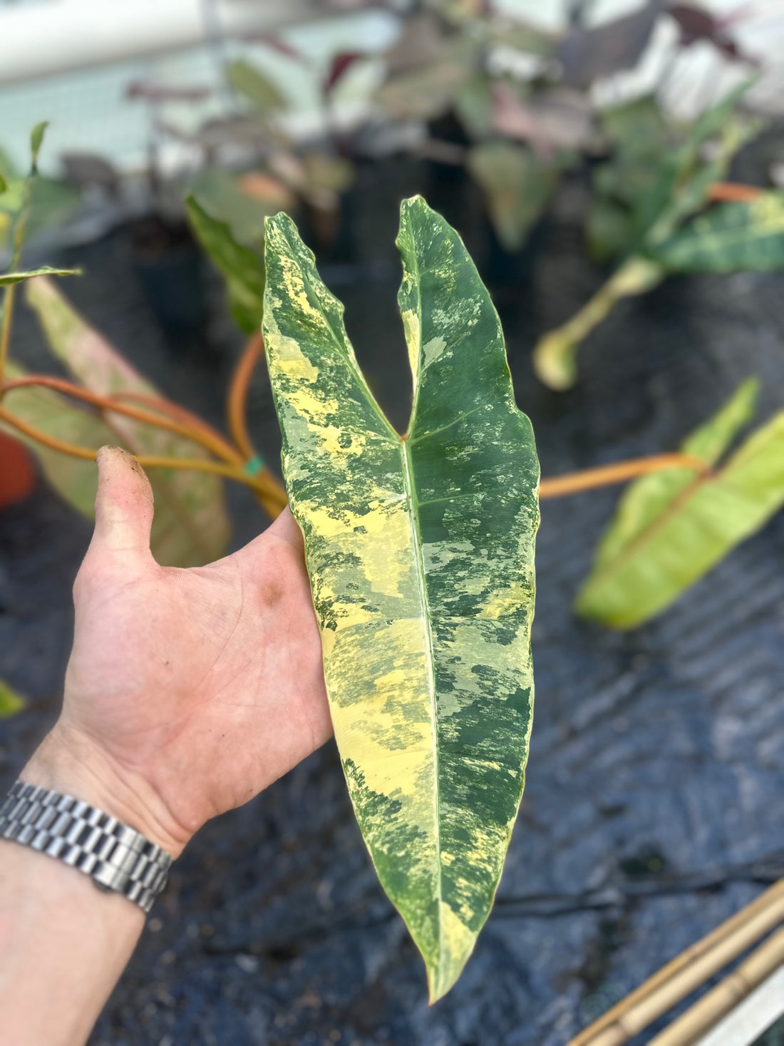 Philodendron Billietiae Variegated – Exact Plant in 15CM Pot