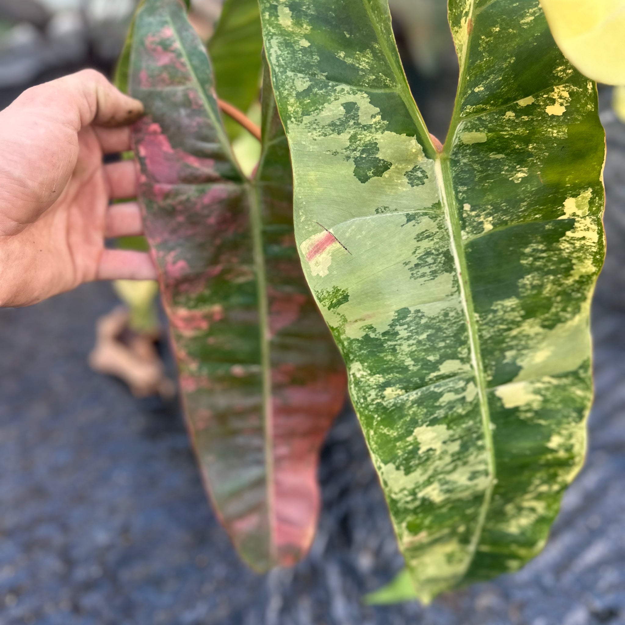Philodendron Billietiae Variegated – Exact Plant in 15CM Pot