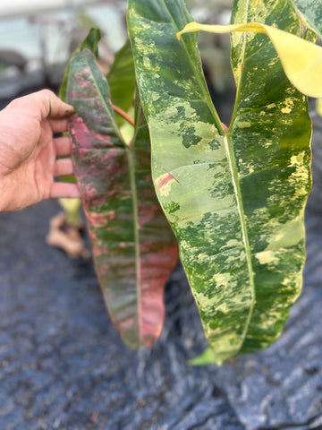 Philodendron Billietiae Variegated – Exact Plant in 15CM Pot