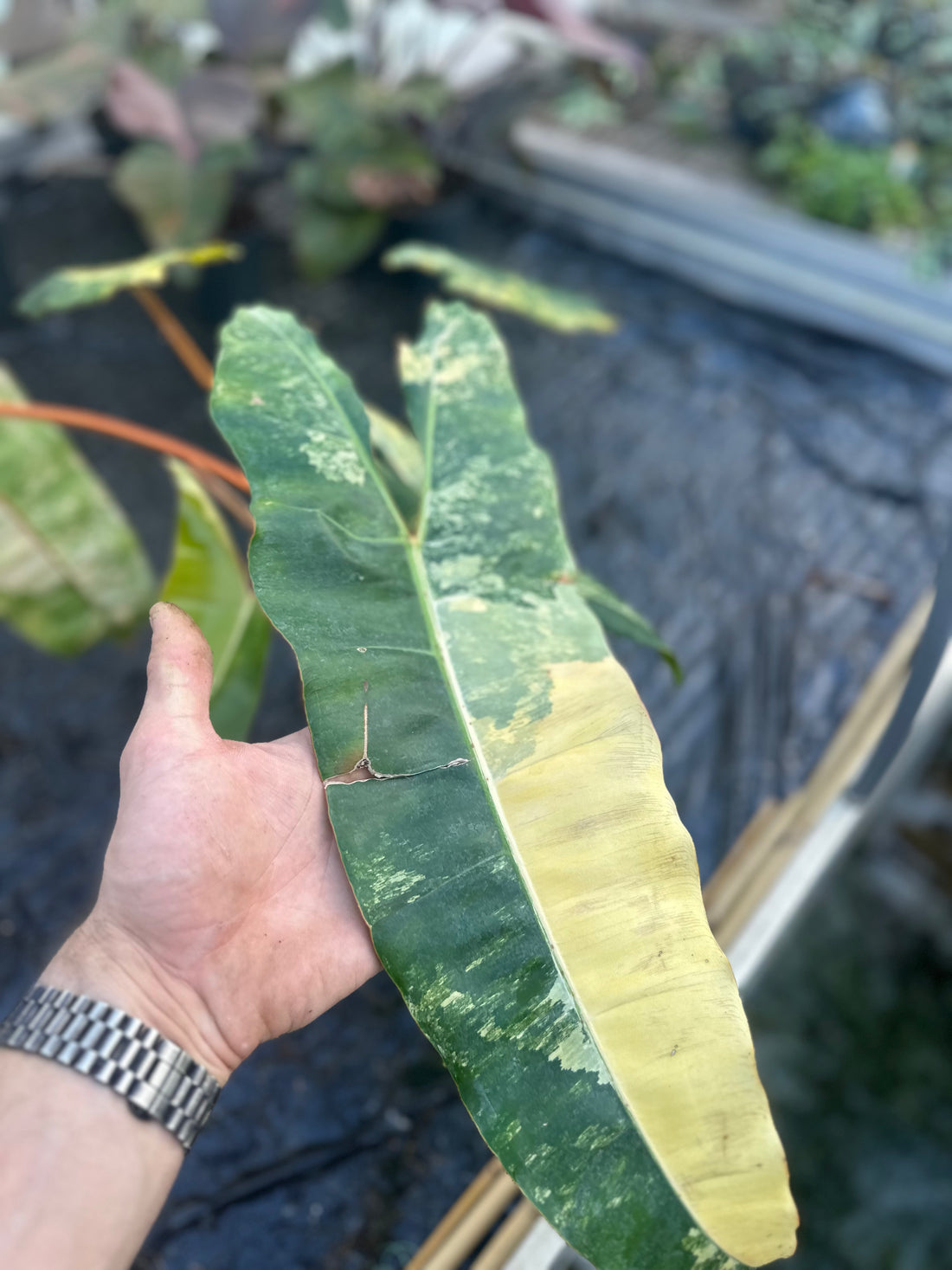 Philodendron Billietiae Variegated – Exact Plant in 15CM Pot