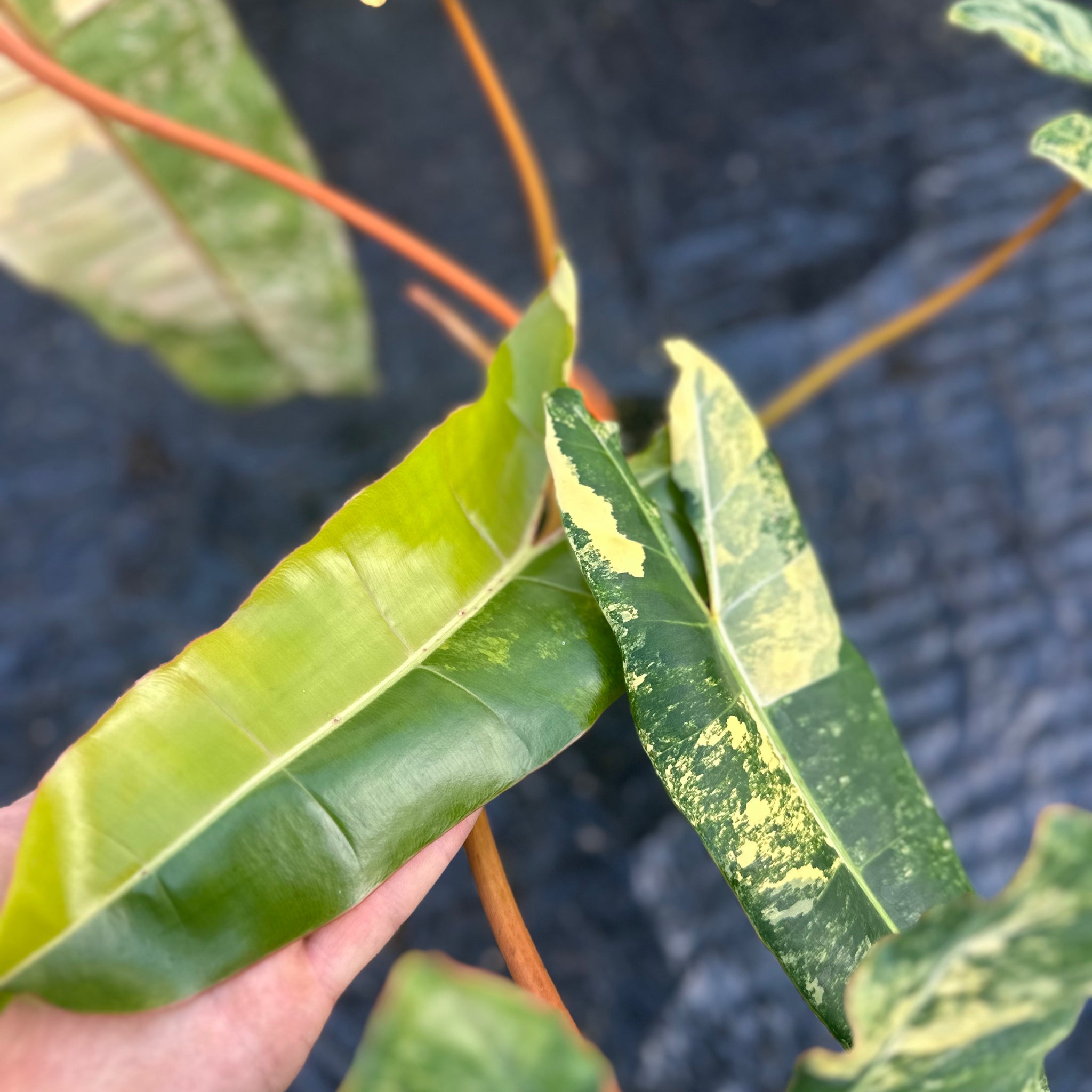 Philodendron Billietiae Variegated – Exact Plant in 15CM Pot