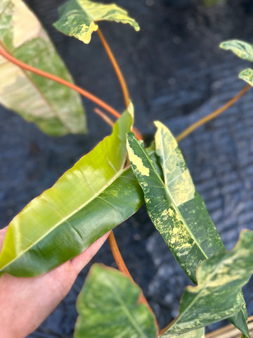 Philodendron Billietiae Variegated – Exact Plant in 15CM Pot