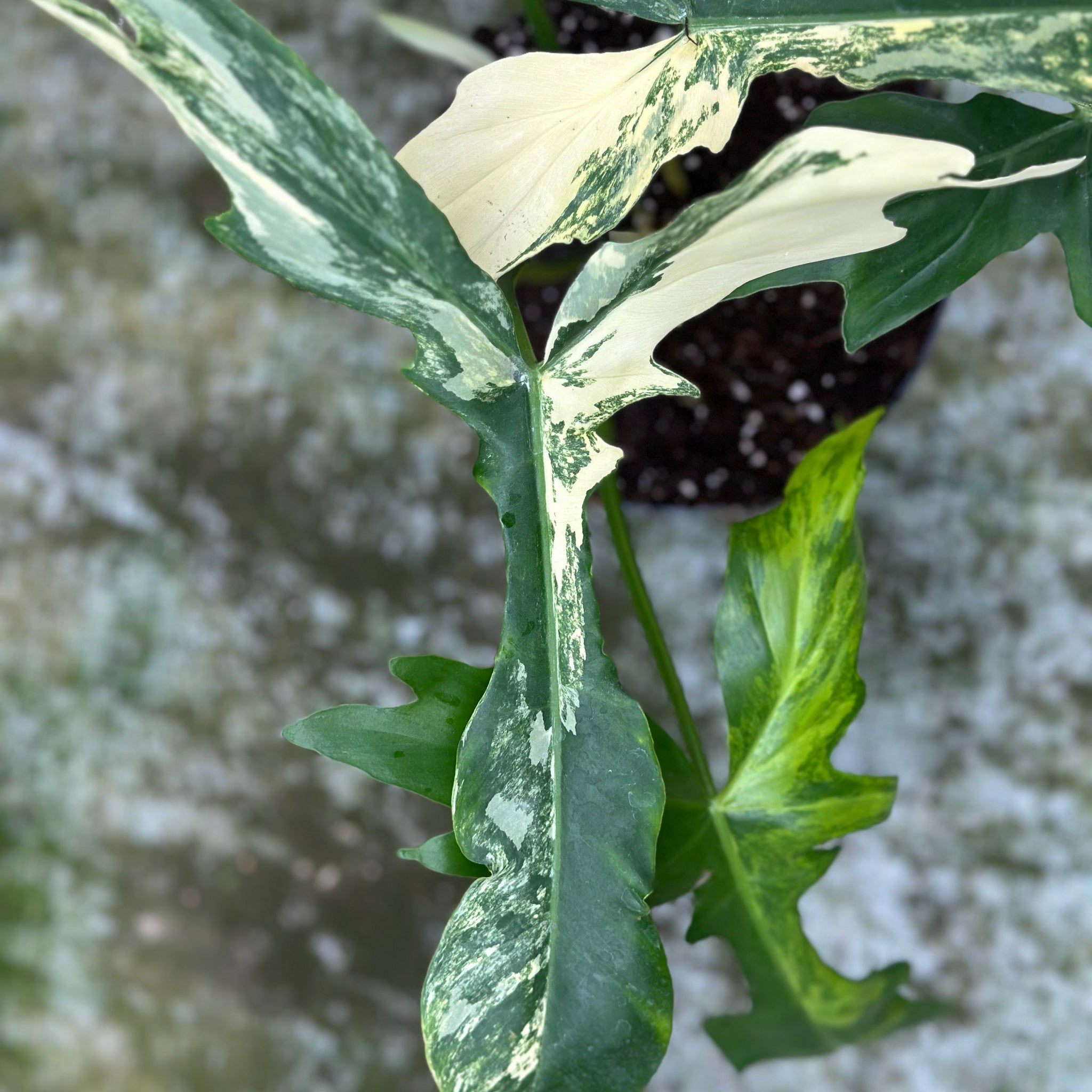 Philodendron Florida × Bob Cee Variegated