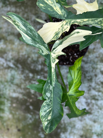 Philodendron Florida × Bob Cee Variegated