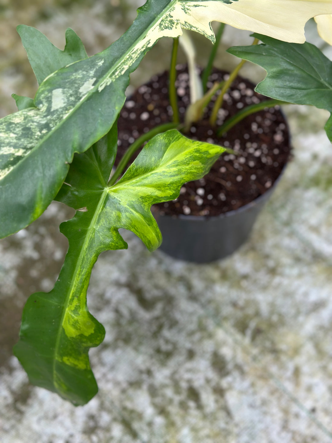 Philodendron Florida × Bob Cee Variegated