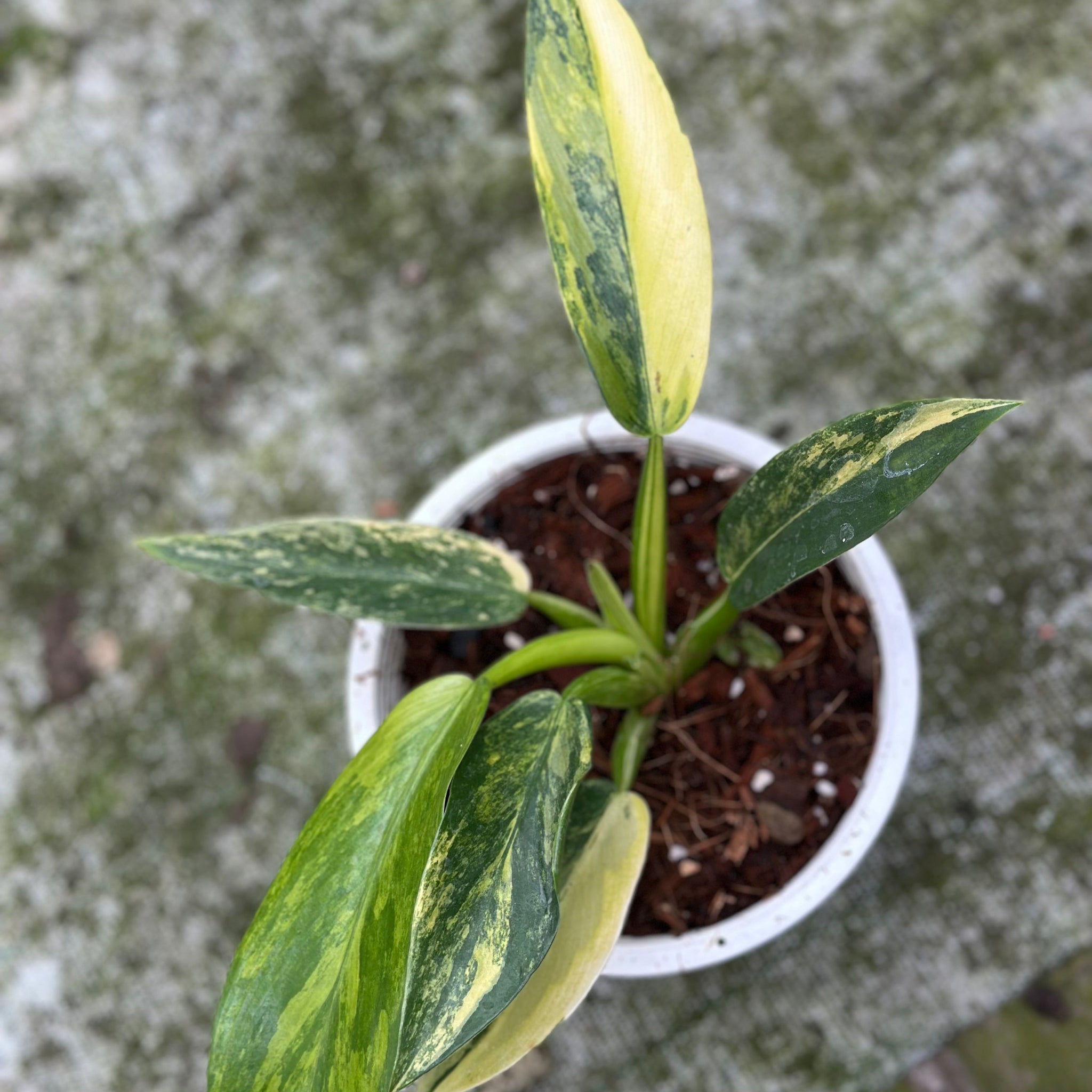 Philodendron Fat boy Variegated