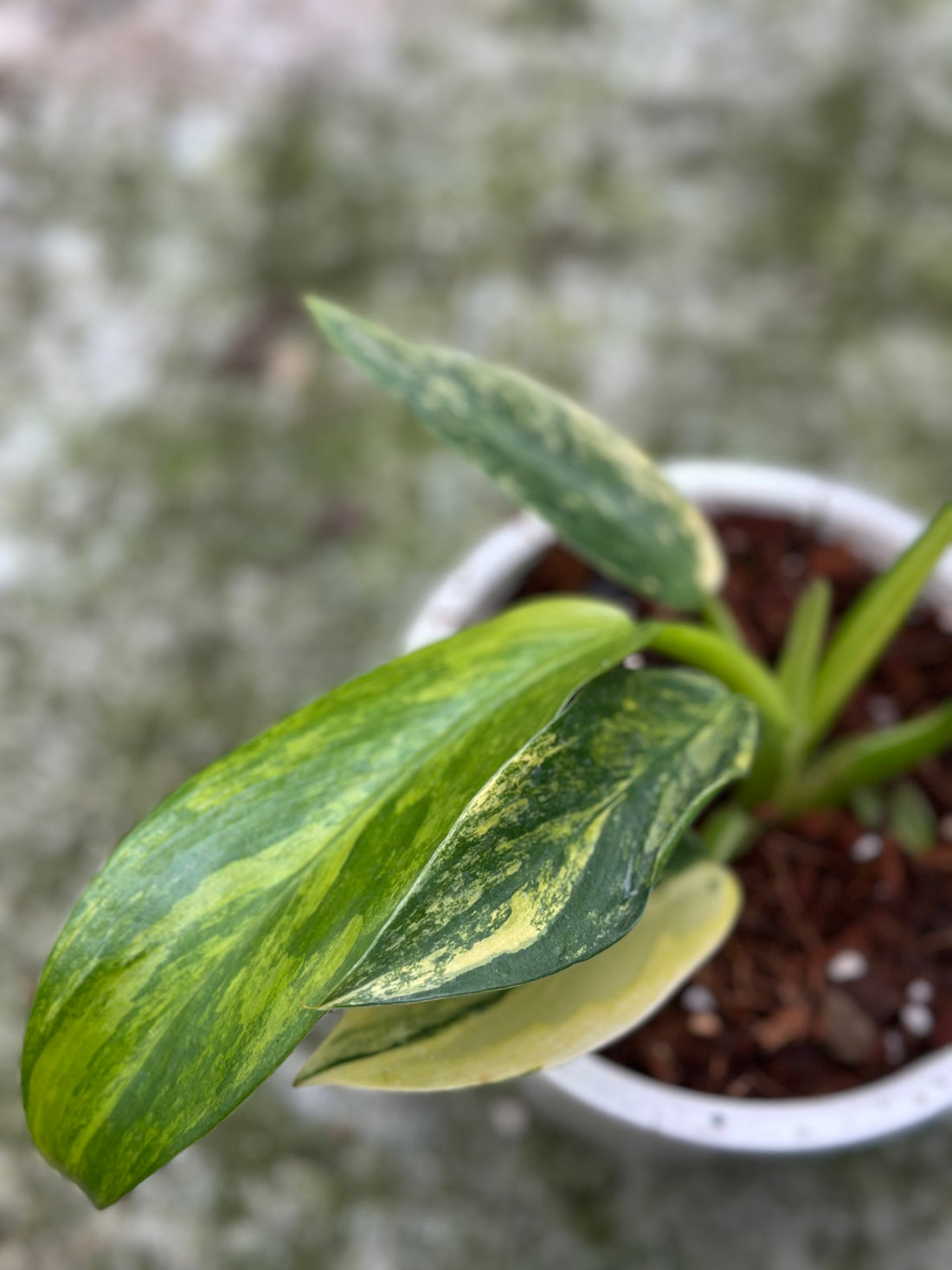 Philodendron Fat boy Variegated