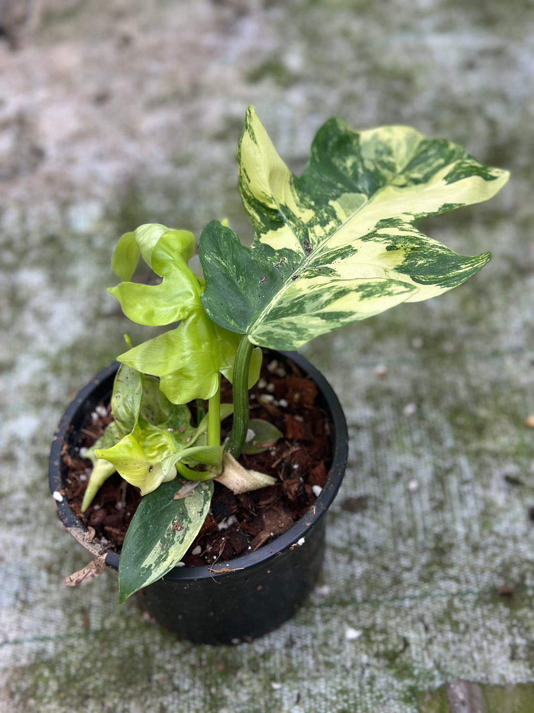 Philodendron Distianibum Variegated