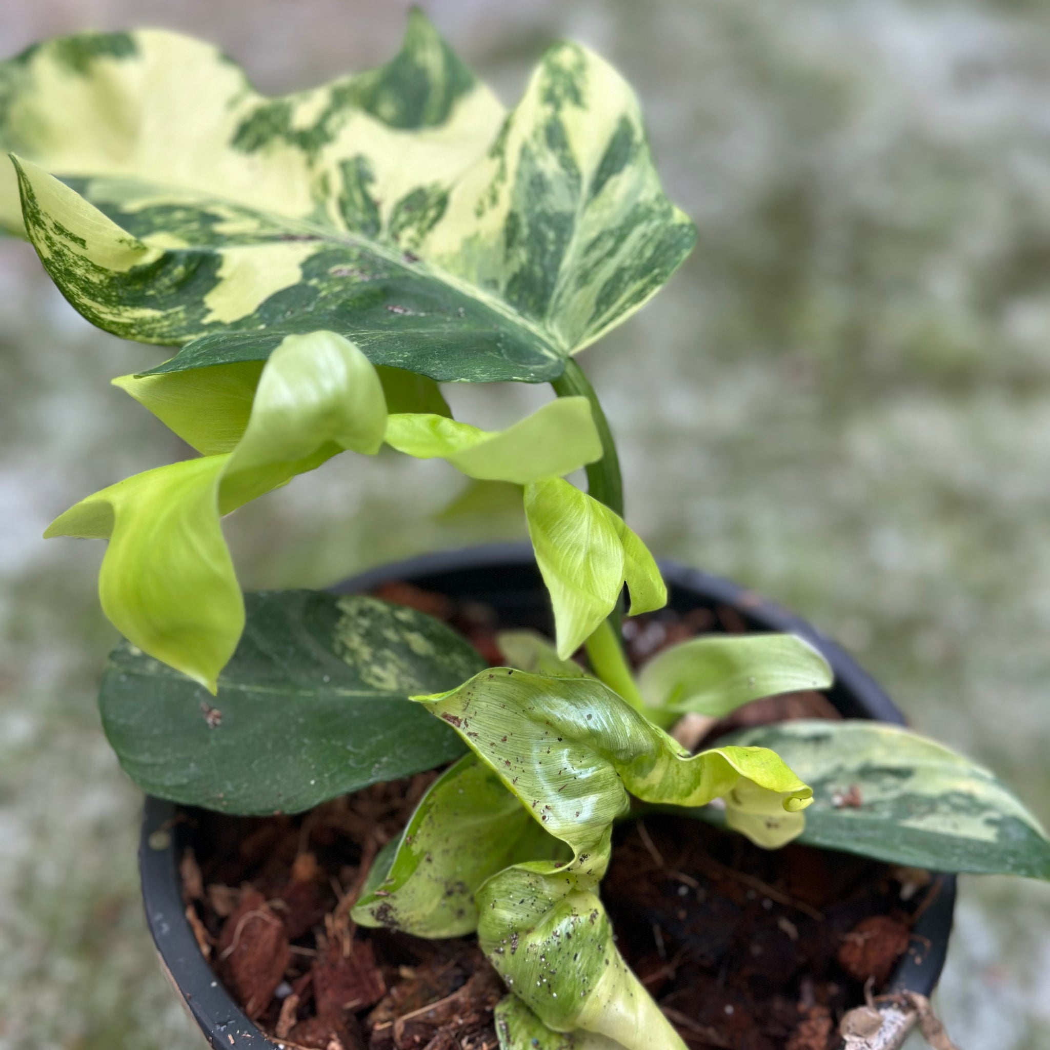 Philodendron Distianibum Variegated