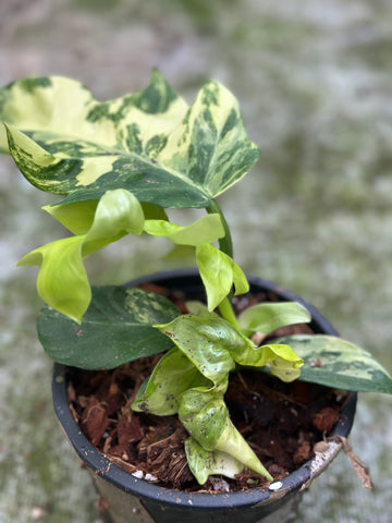 Philodendron Distianibum Variegated