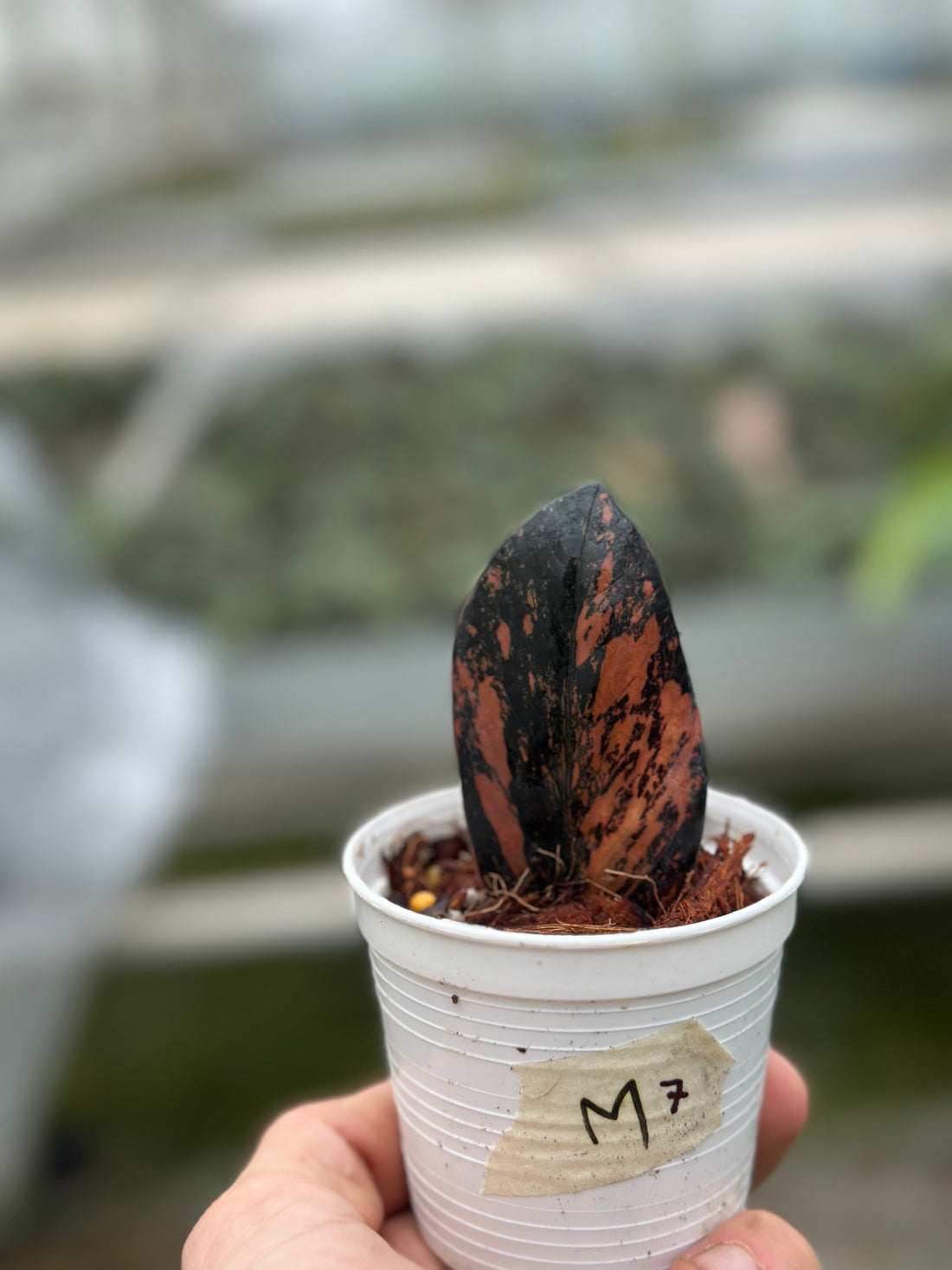 Zamioculcas zamiifolia black variegated