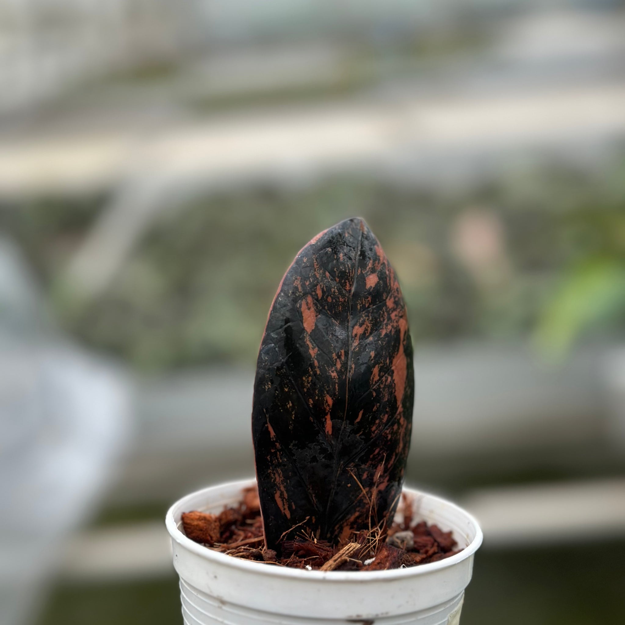 Zamioculcas zamiifolia black variegated