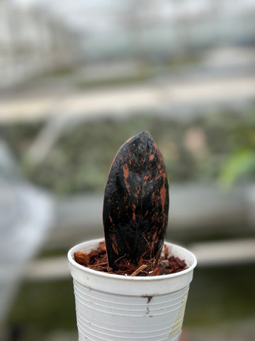 Zamioculcas zamiifolia black variegated