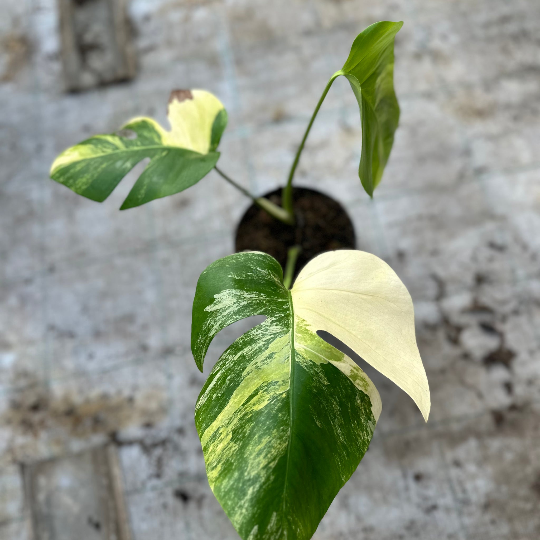 Monstera Aurea Variegated