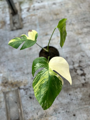 Monstera Aurea Variegated