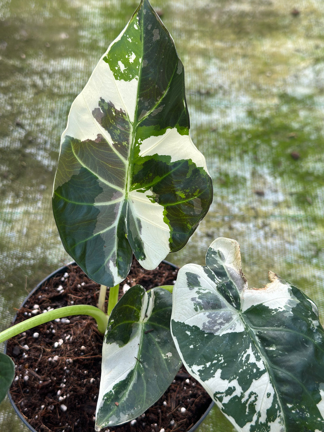 Alocasia Regal Shield Variegated