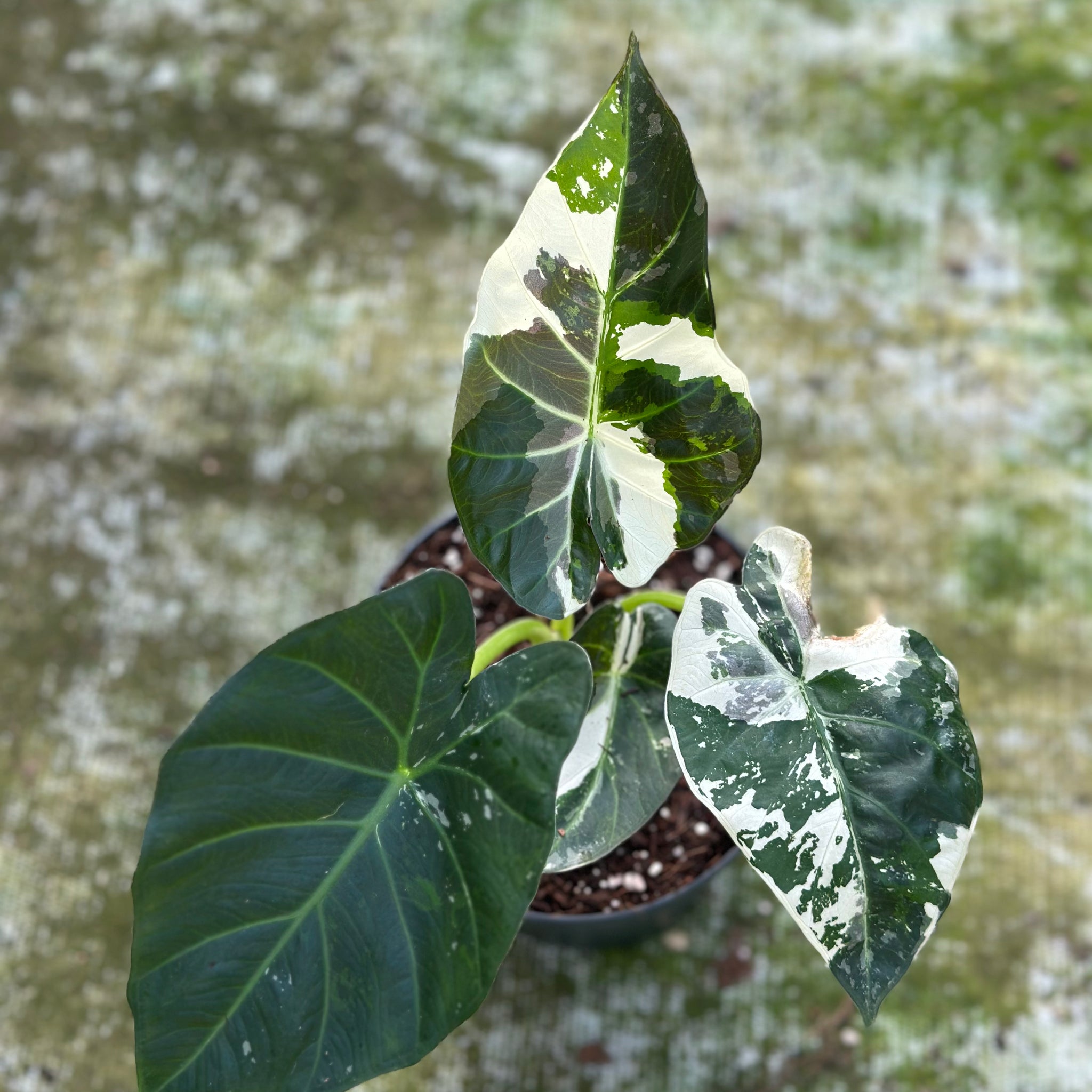 Alocasia Regal Shield Variegated