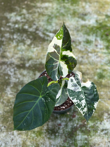 Alocasia Regal Shield Variegated