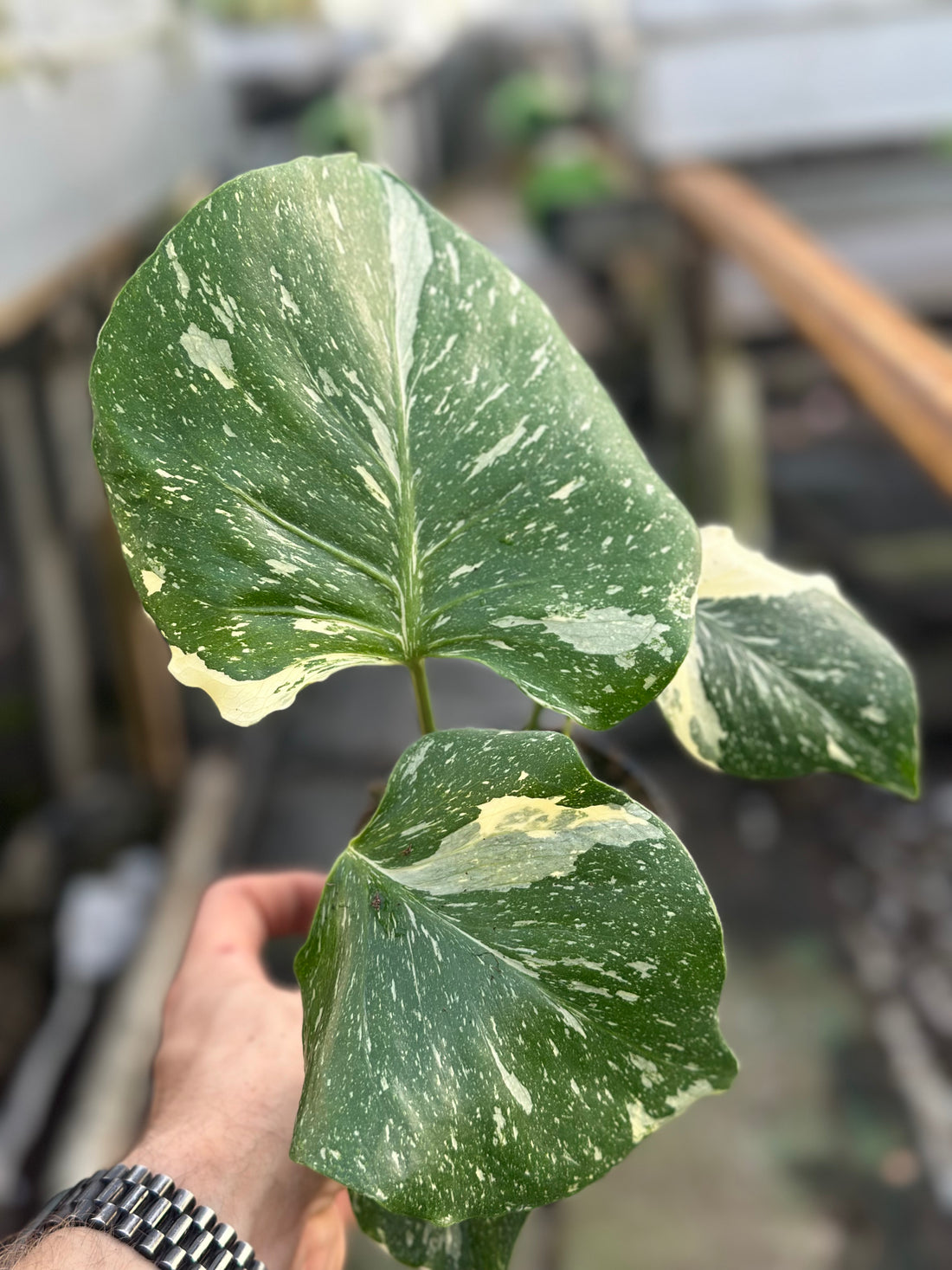 Monstera Rare Mutation 12CM – Exact Plant You Will Receive – Hand-Picked