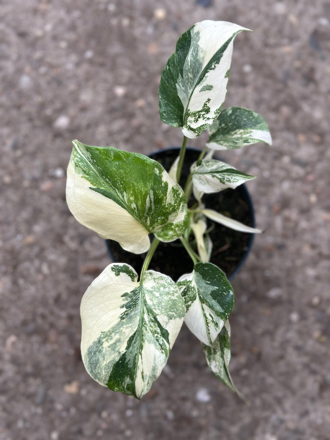 Monstera Rare Mutation 12CM – Exact Plant You Will Receive – Hand-Picked