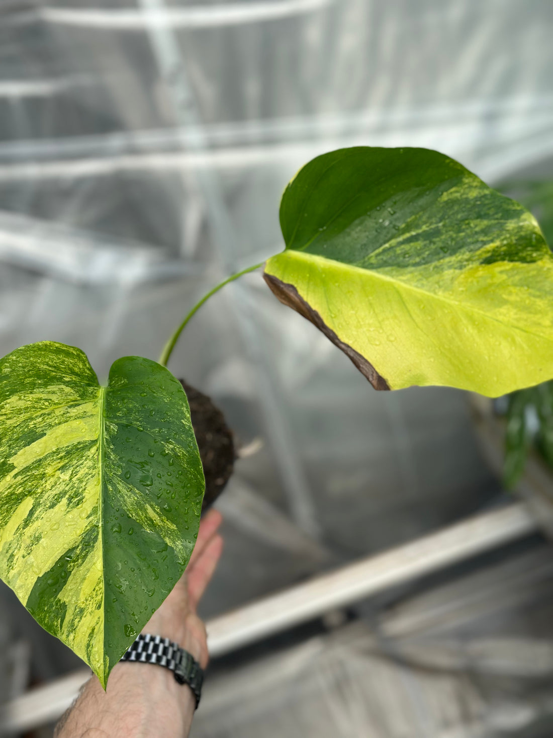 Monstera Aurea Variegated