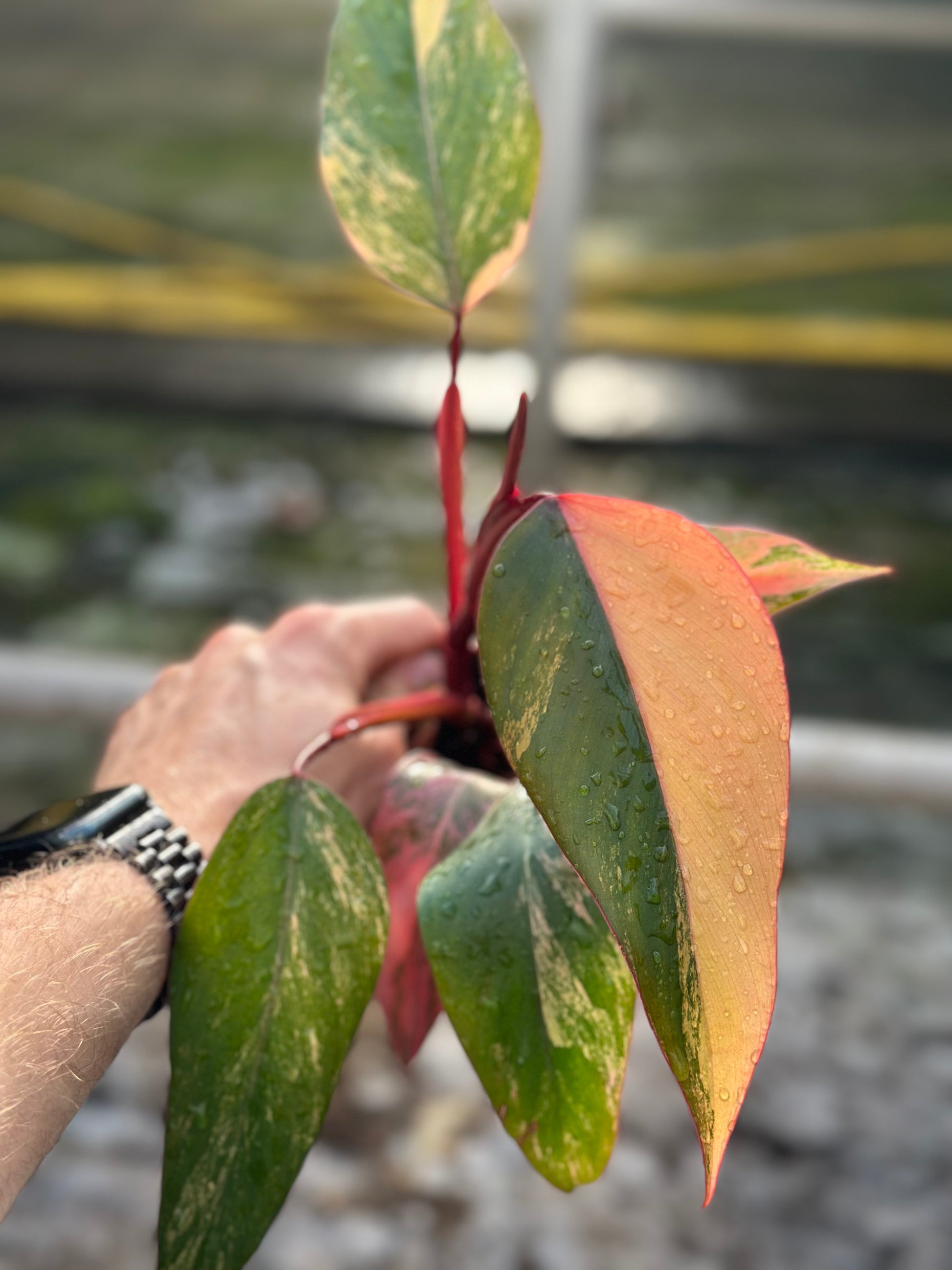 philodendron apple single Philodendron Erubescens 'Caramel Apple' – GrowJungle