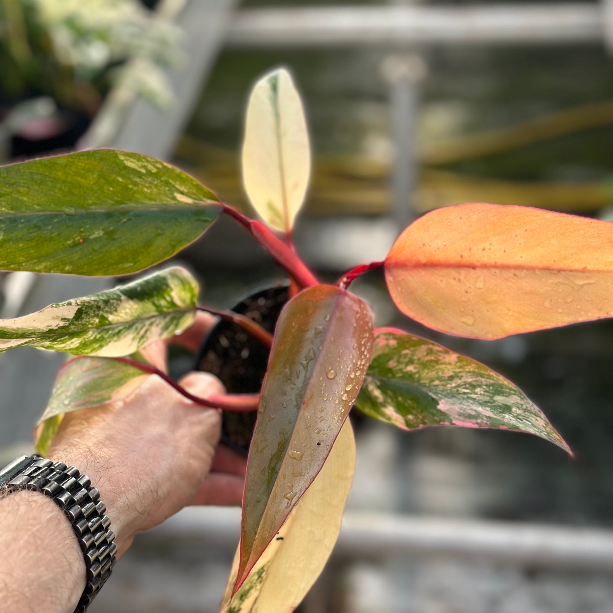 Philodendron Erubescens 'Caramel Apple'