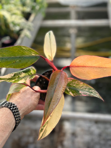 Philodendron Erubescens 'Caramel Apple'